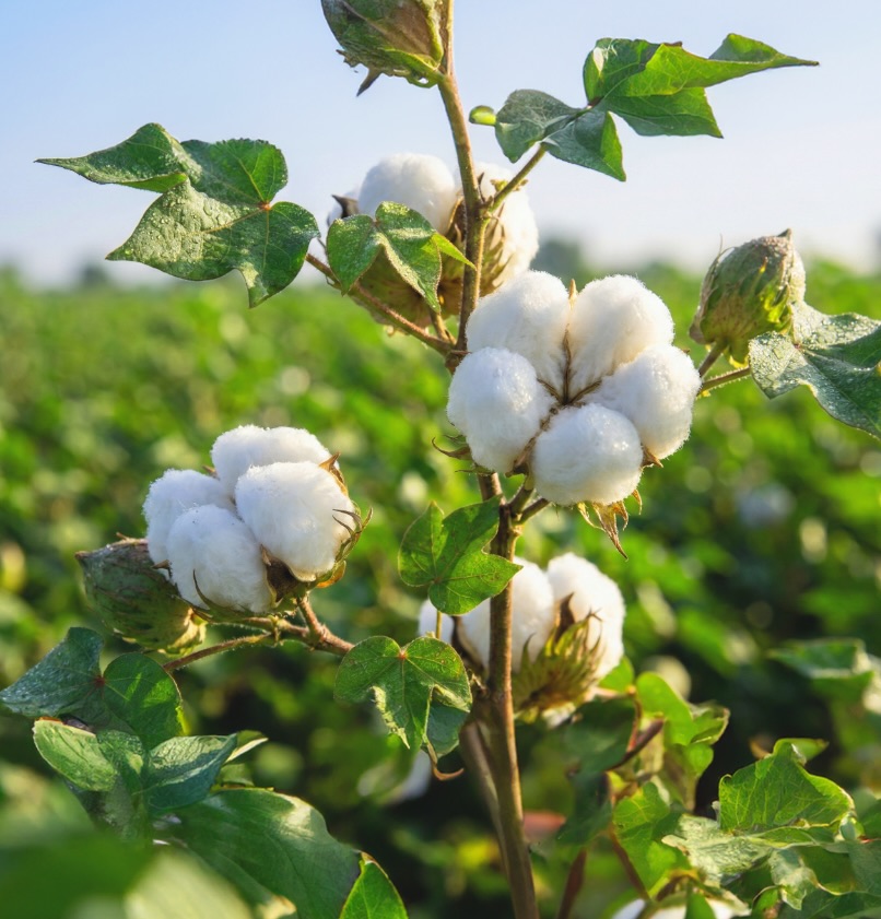 Nachhaltige Bio-Baumwolle